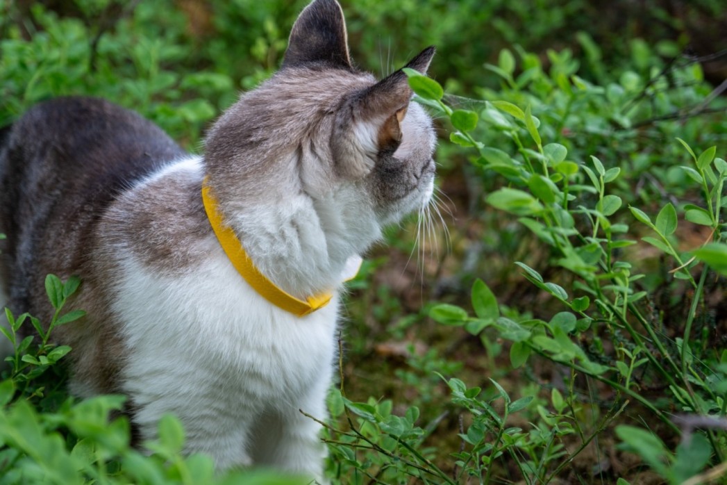 A cat wearing an anti-tick collar in a garden