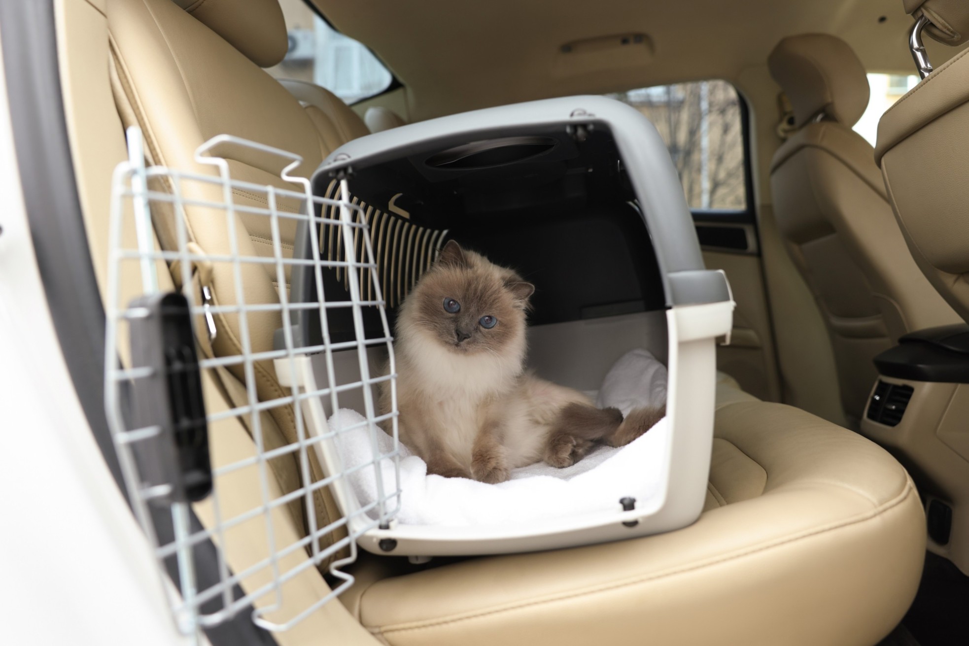 A cat in a carrier sitting inside a car