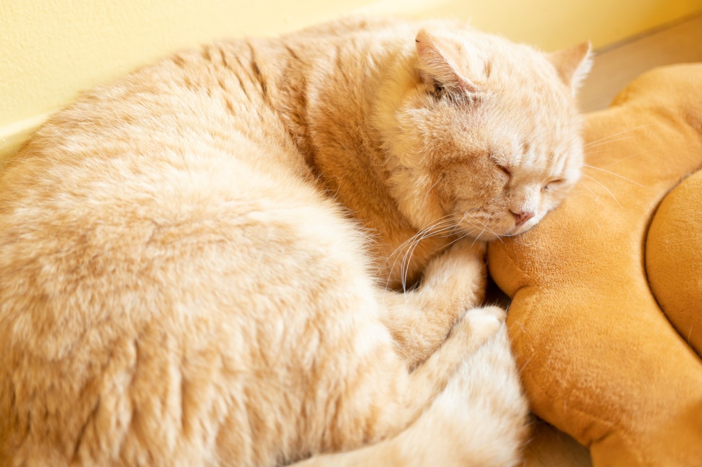 A cat sleeping on a yellow pillow