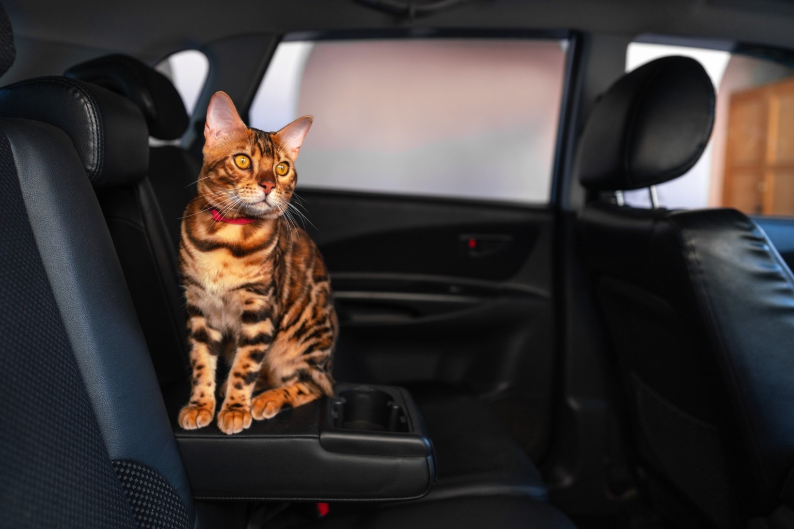 A cat sitting inside a car