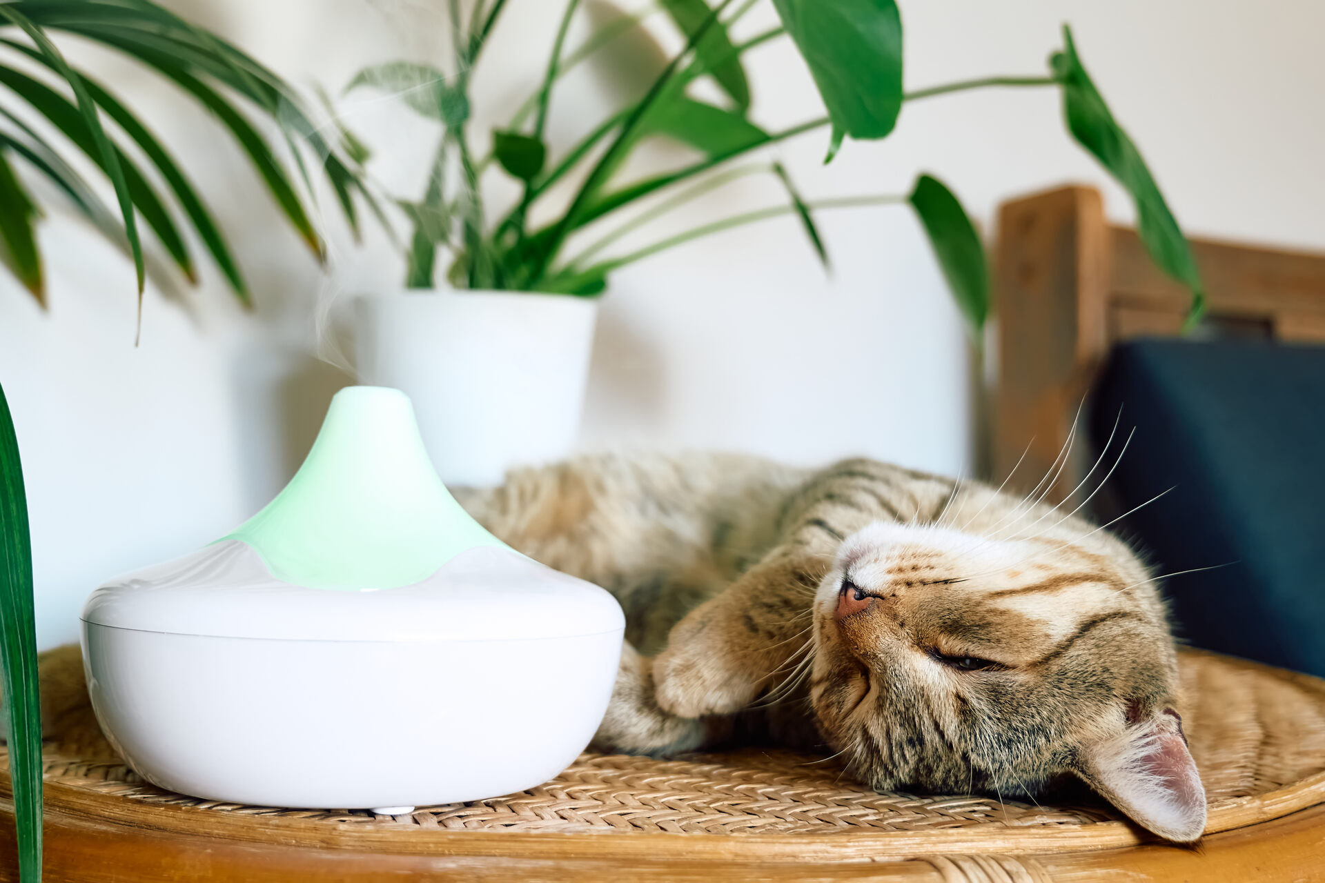 A cat sleeping next to a diffuser