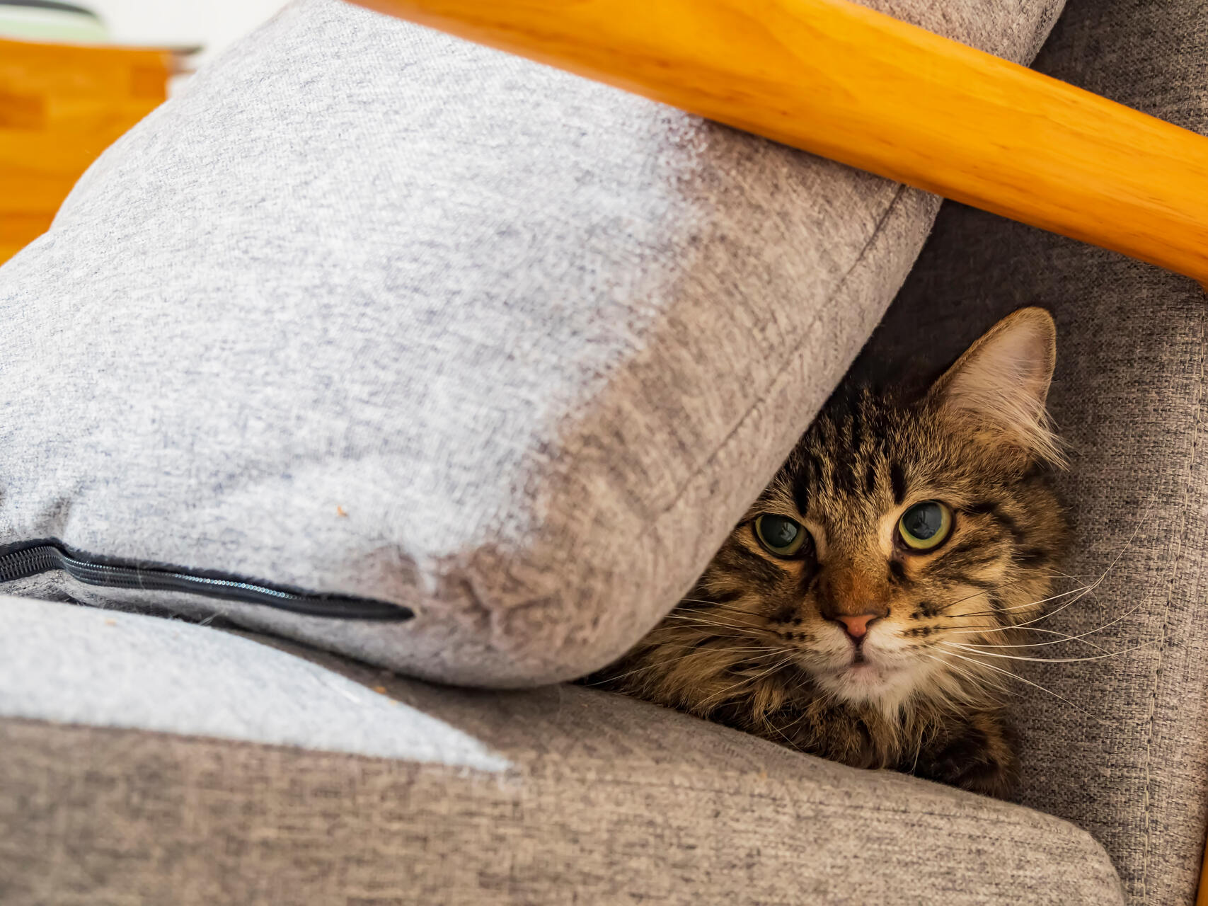 A cat hiding behind a pillow on a couch