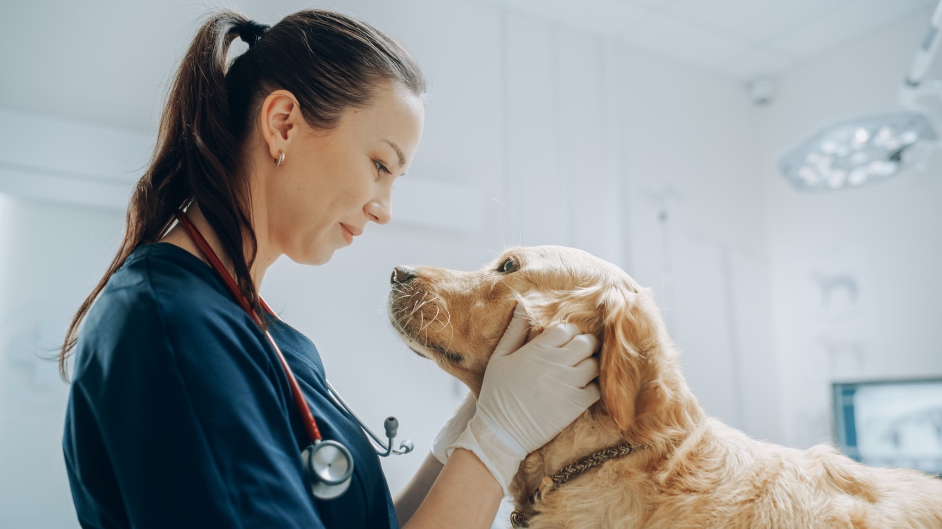 A vet caring for a dog at a clinic