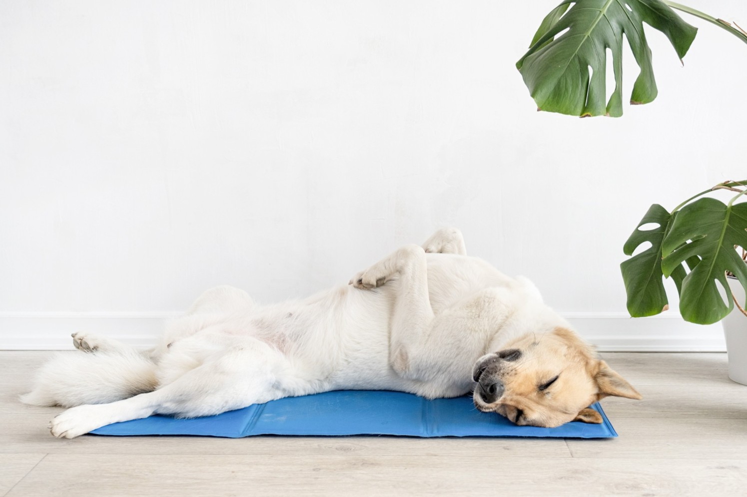 A dog sleeping on a blue mat indoors