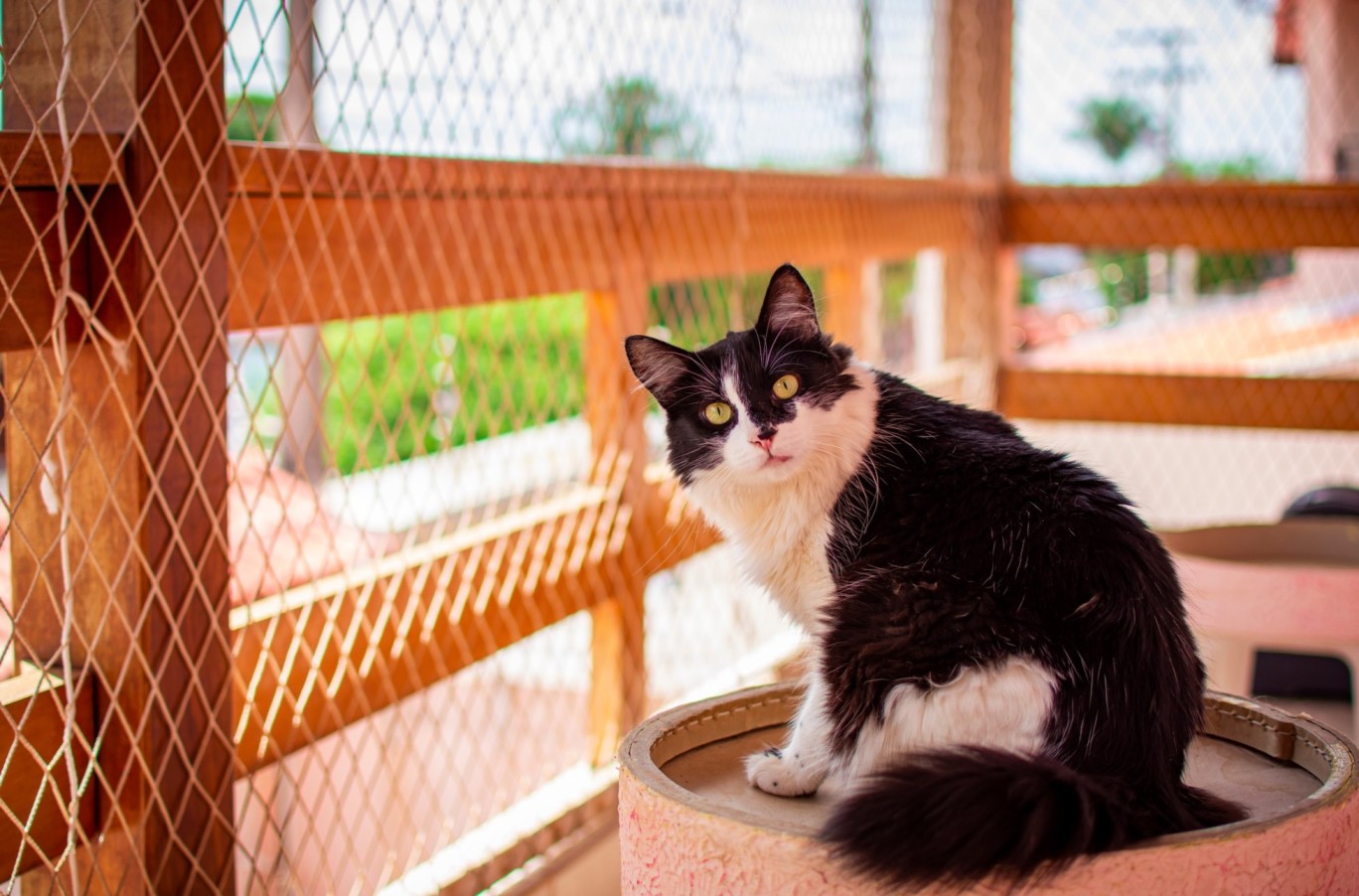 10 Tips To Create The Purr-Fect Cat Proof Balcony - Tractive