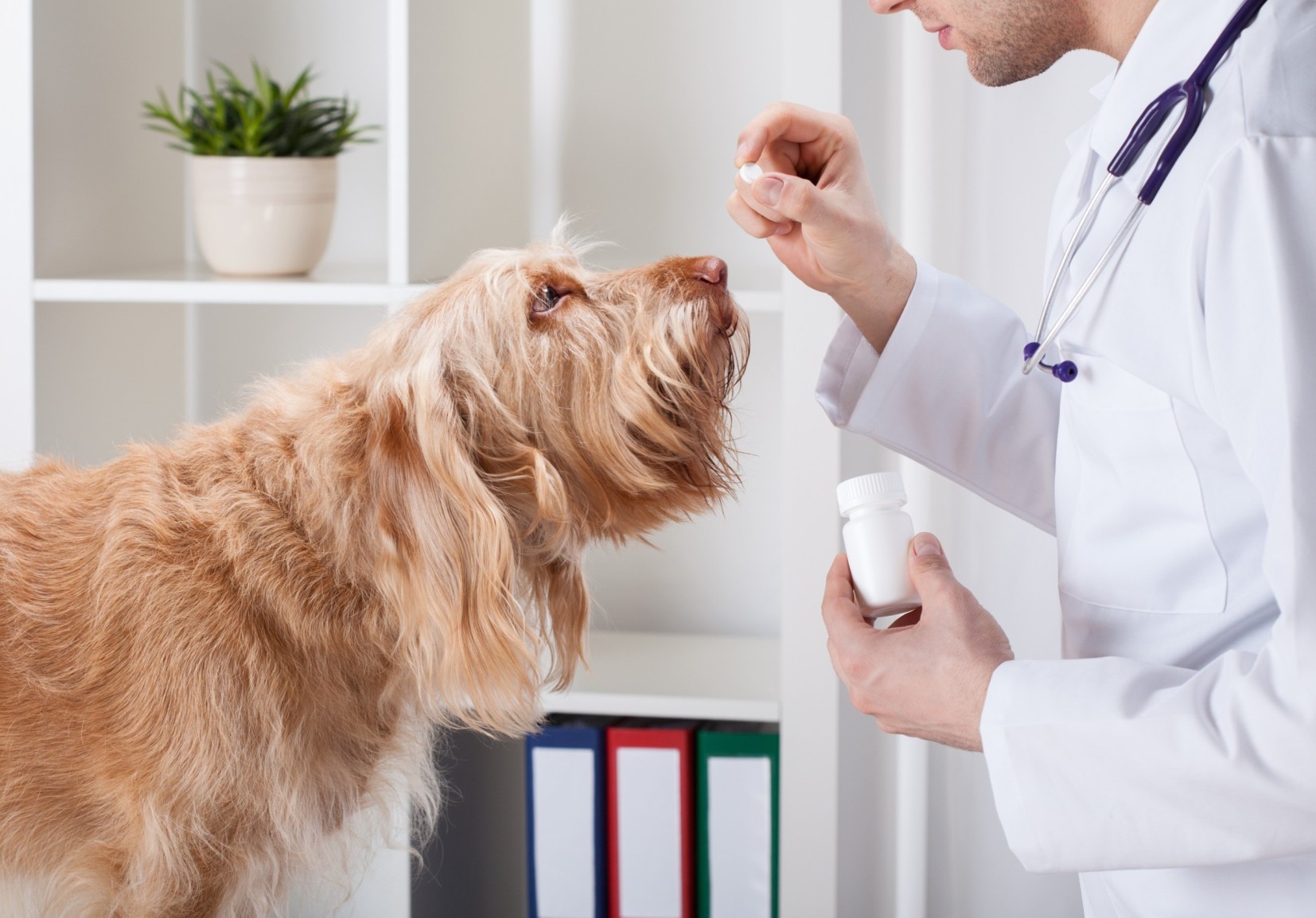 A vet administering a tablet to a dog at a clinic