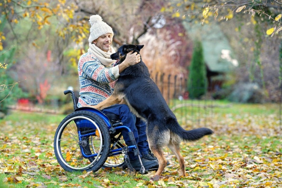 A man in a wheelchair with a German Shepherd dog in a garden