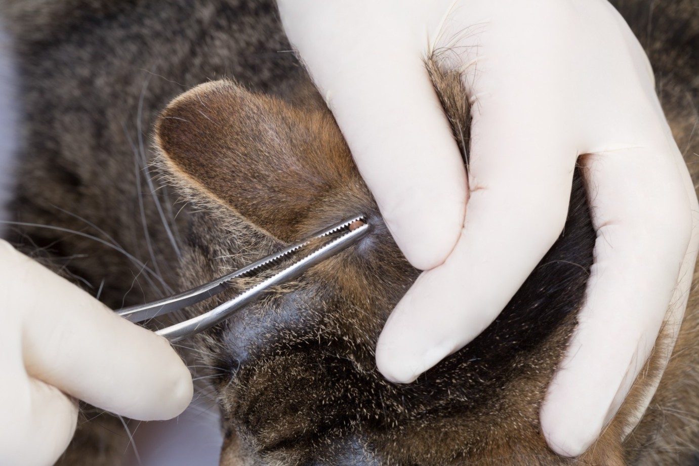 A vet wearing gloves removing a tick from a cat with a tweezer