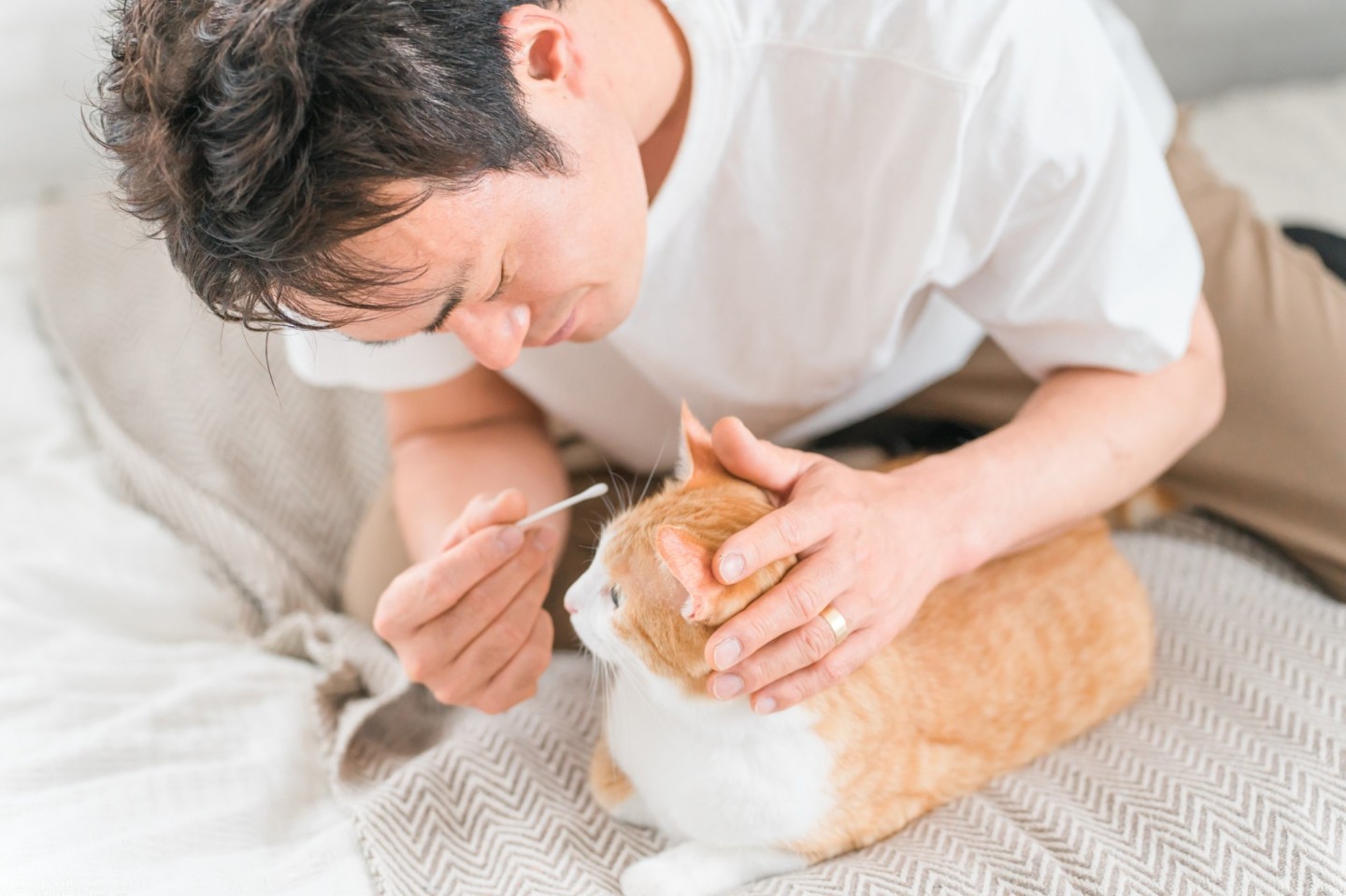A man disinfecting a cat's ears with a Q-tip