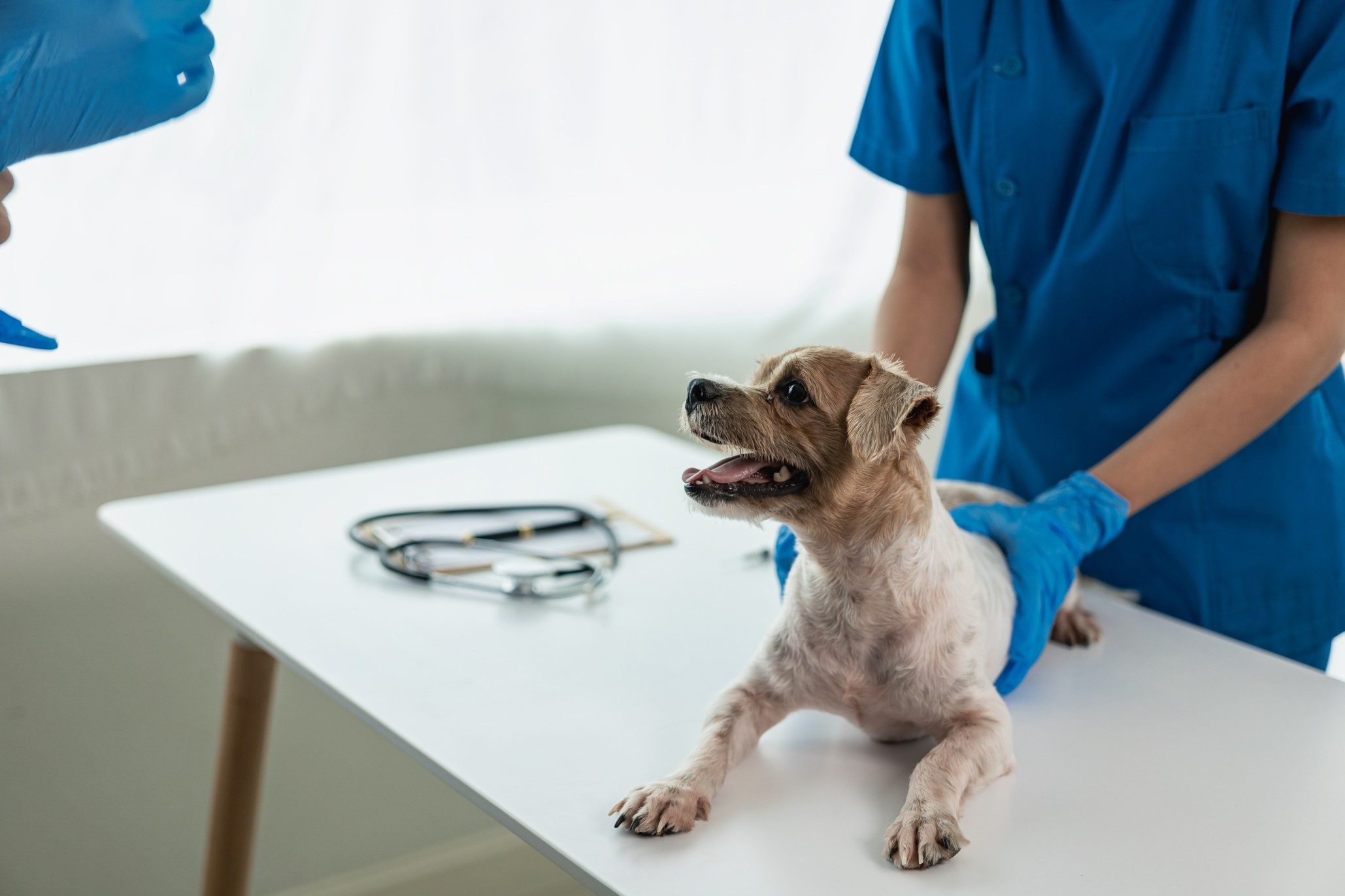 A vet examining a small dog at a clinic