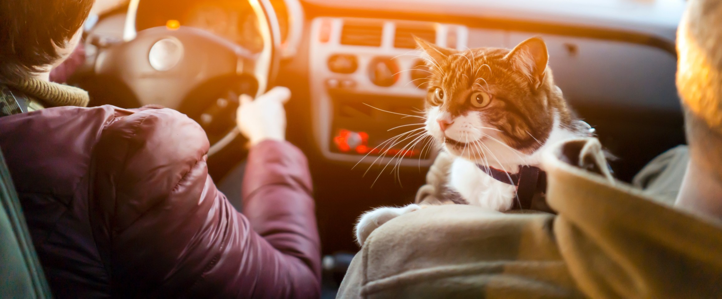 A couple driving in a car with their cat