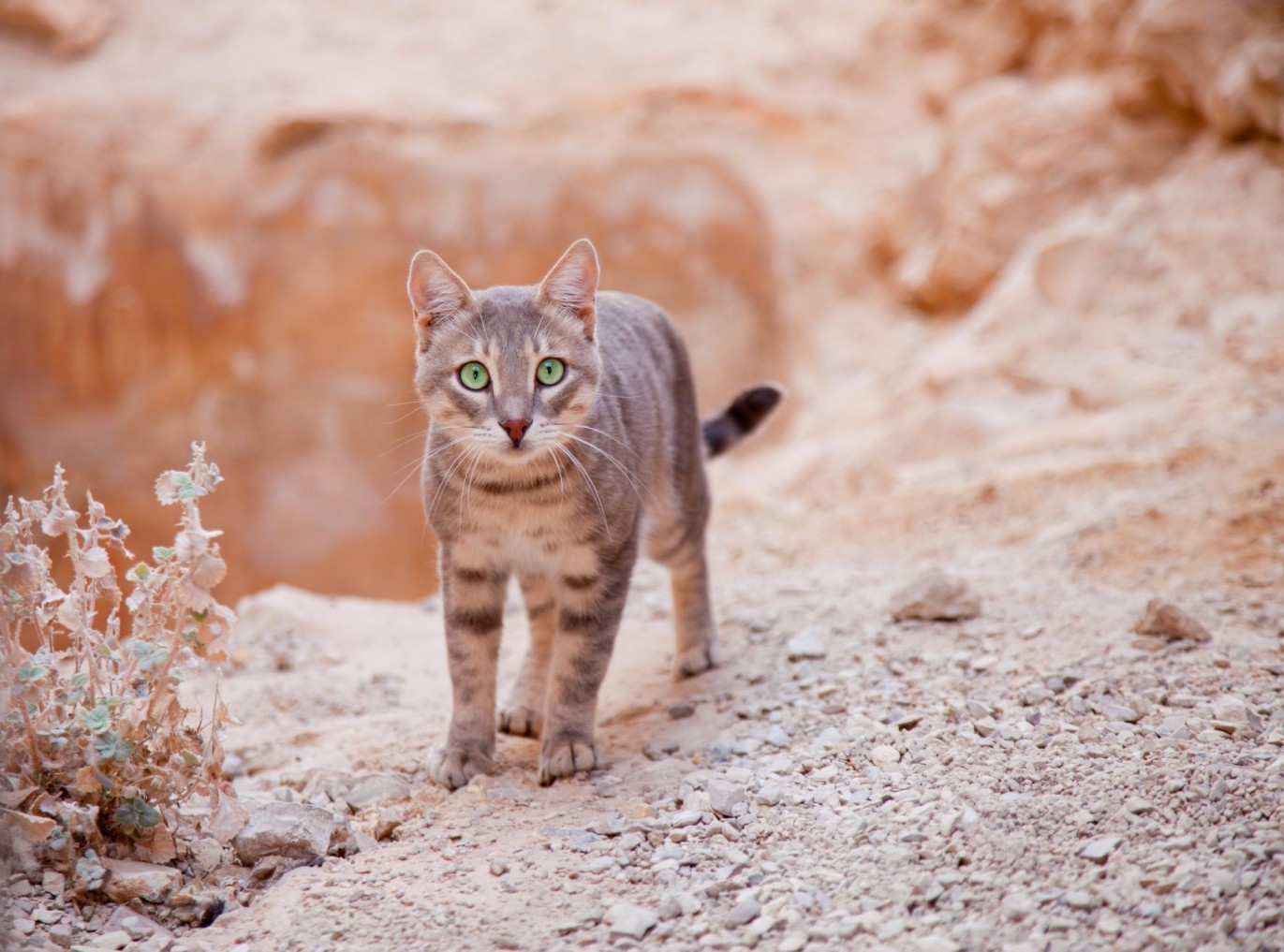 A cat standing in a dry, desert-like area