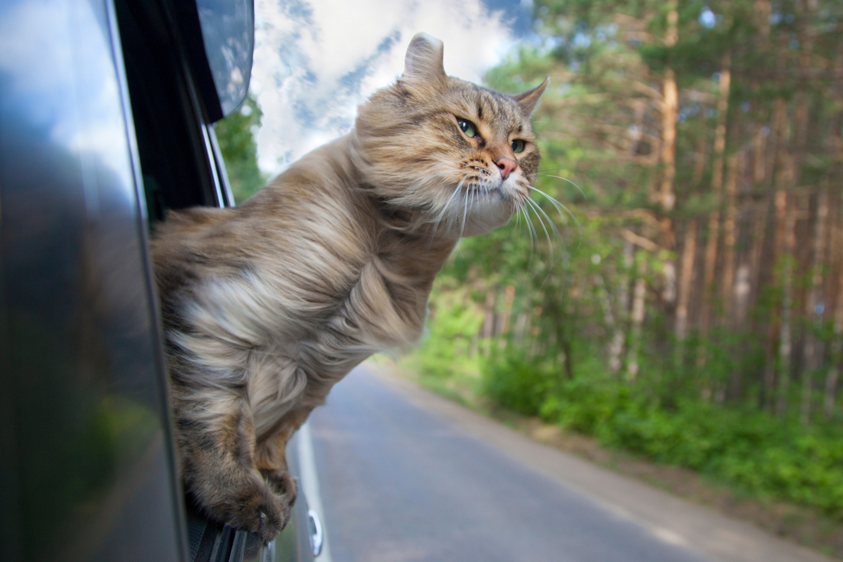A cat looking out of a car window in motion