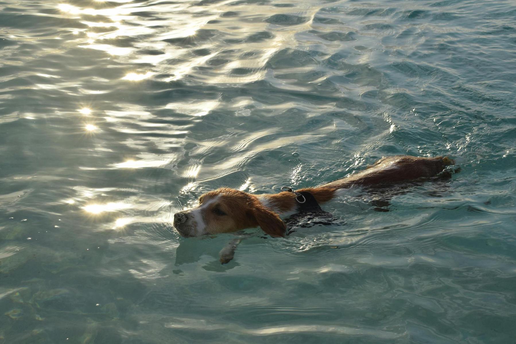 Weiß-brauner Hund schwimmt im Wasser
