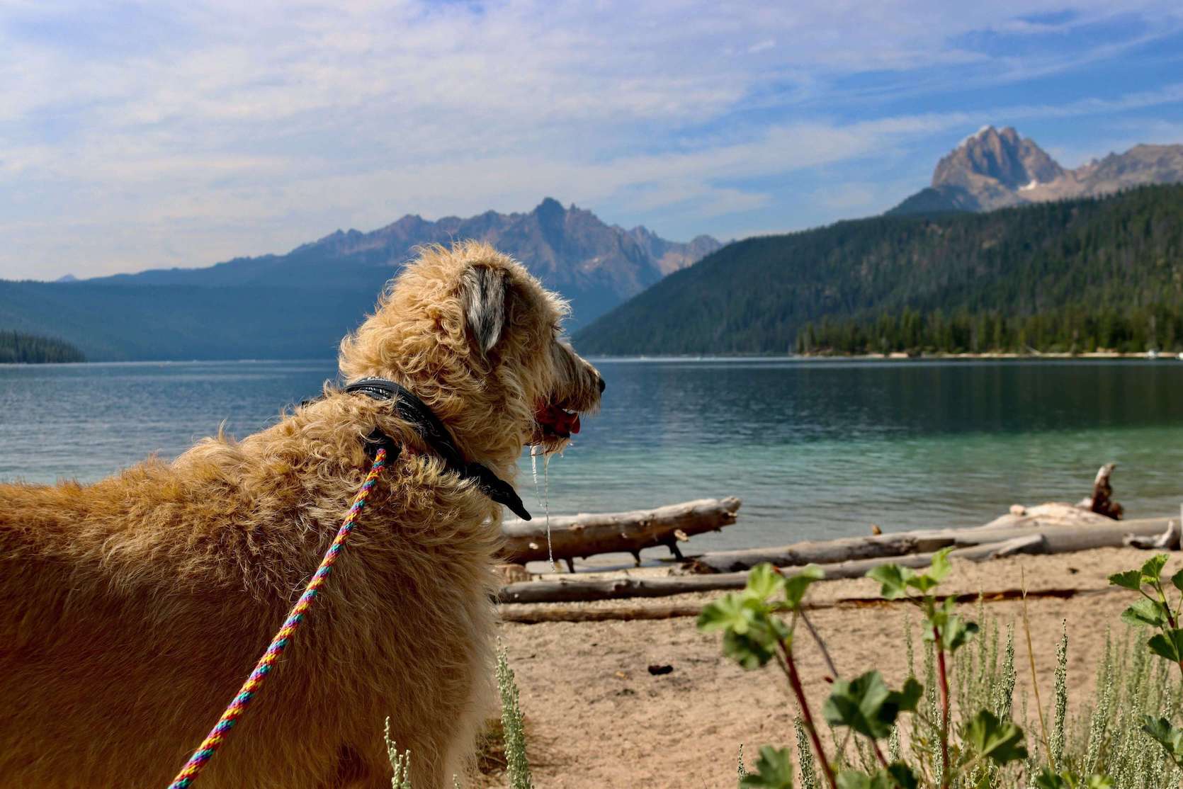 Hellbrauner Hund angeleint am See