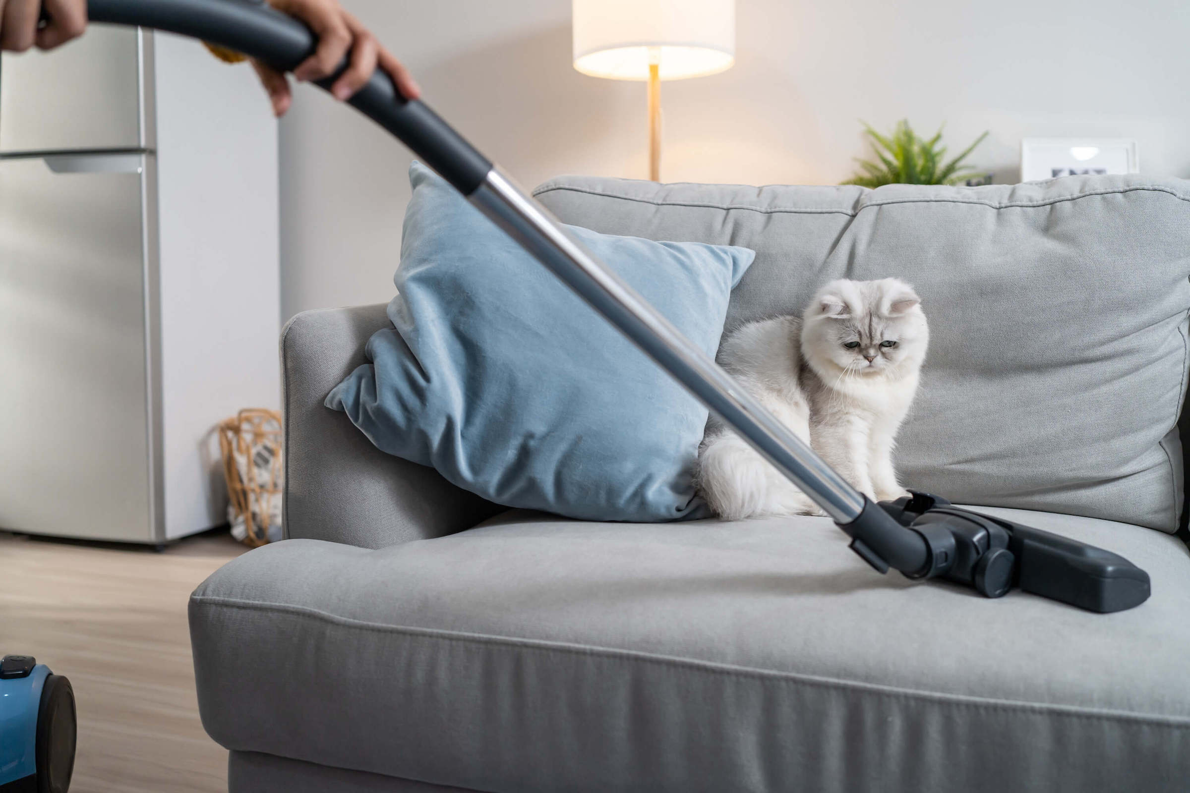 Frau verwendet Staubsauger auf einer Couch, weiße Katze sitzt daneben