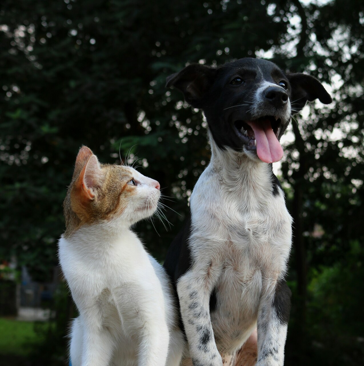 A dog and a cat sitting together outdoors