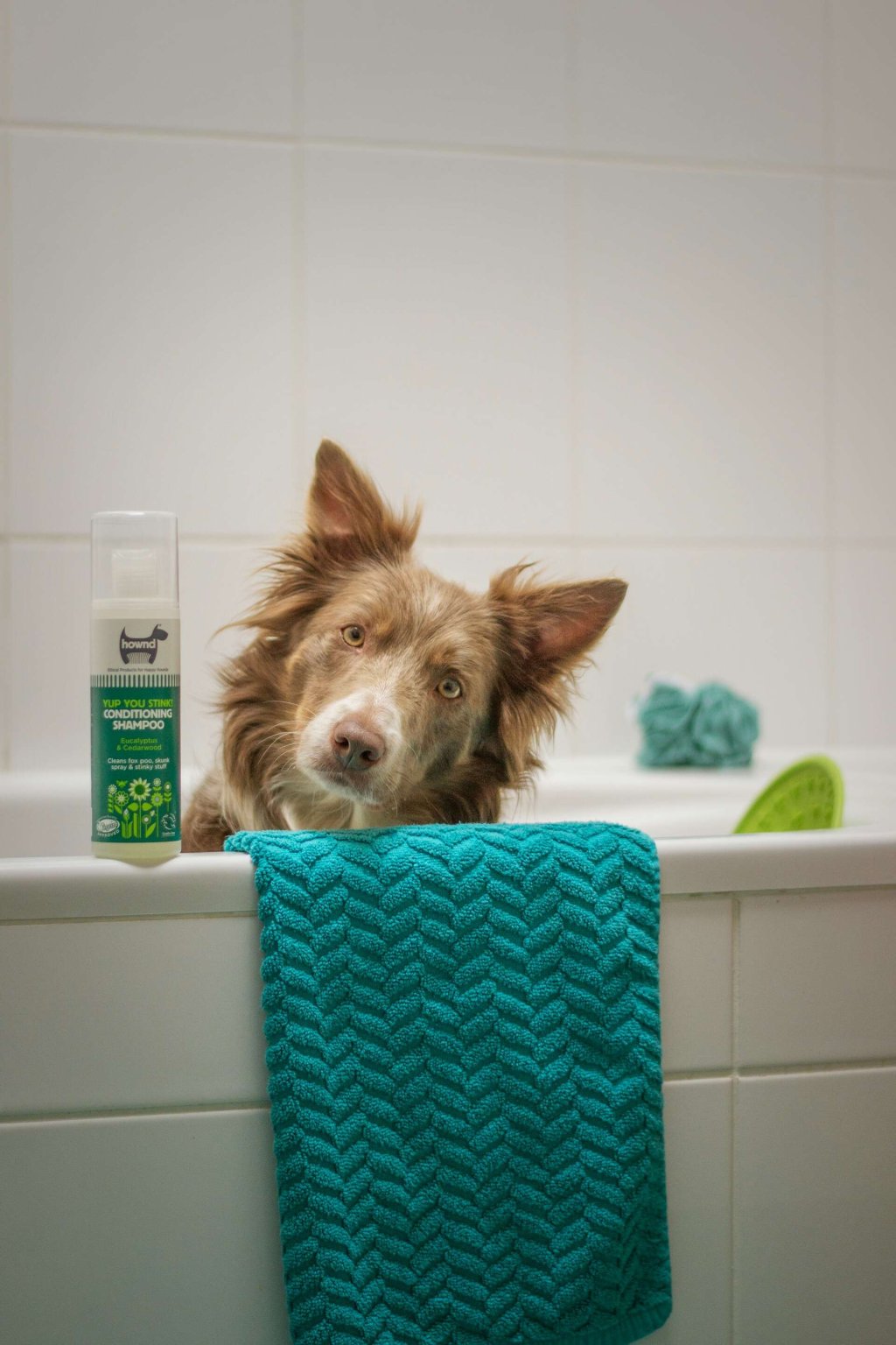 Photo inspiration: Easy Pet Grooming For Pets With Pollen Allergies Reference: Dog Pollen Allergy How To Deal With The Springtime Sniffles