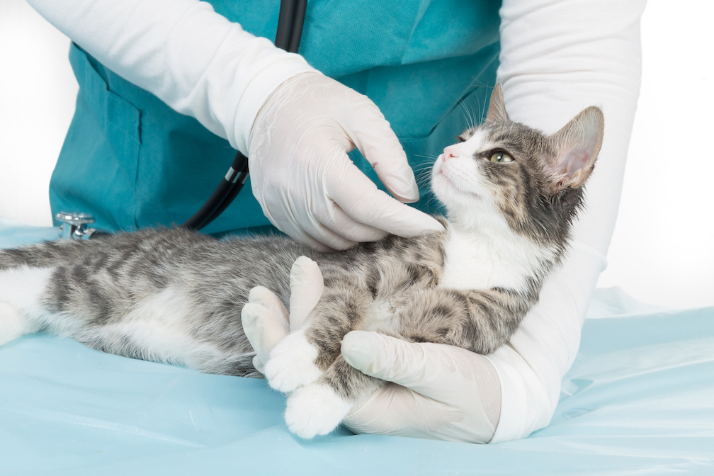 Katze wird in der Tierarztpraxis untersucht