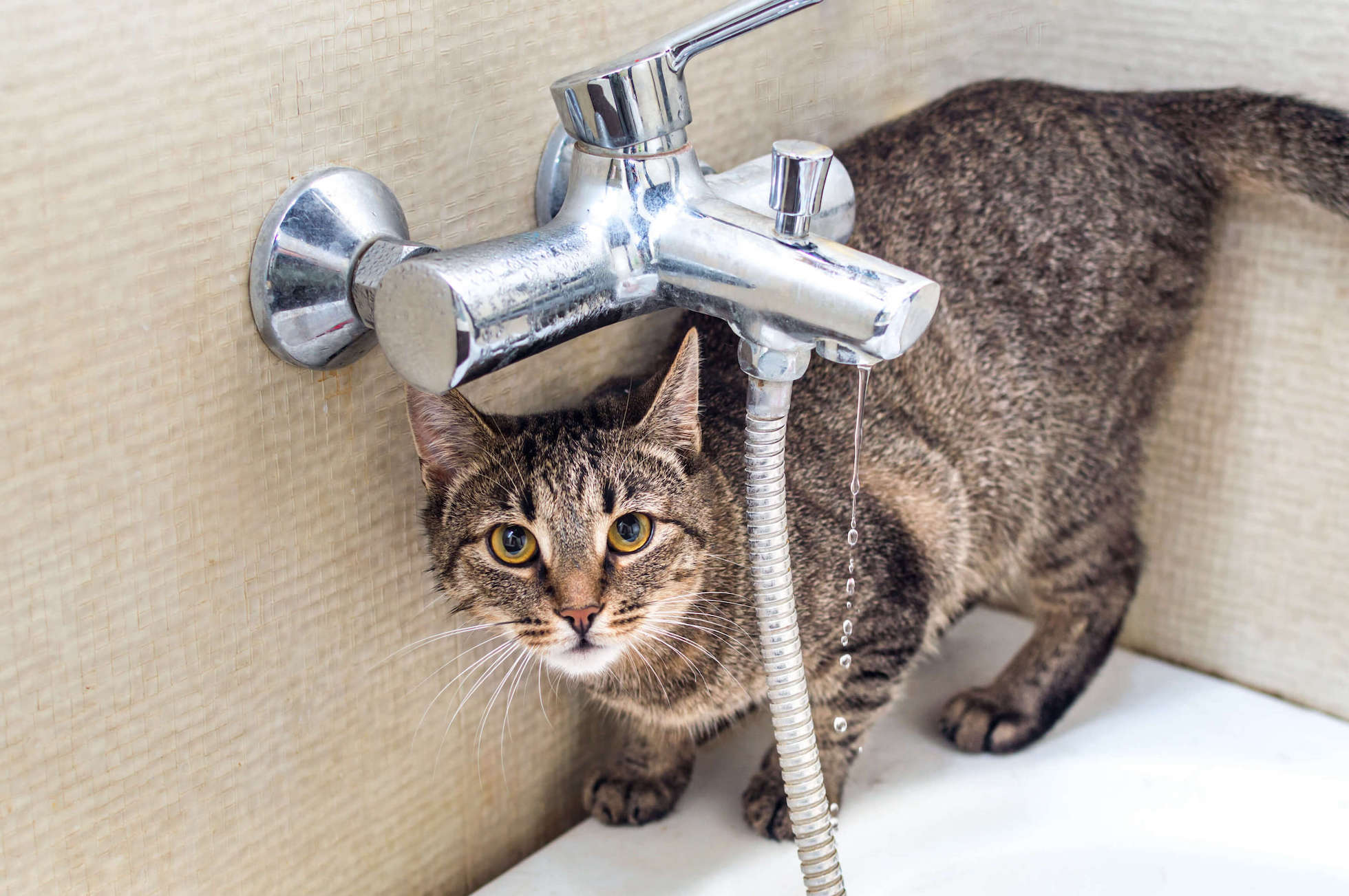 Braun getigerte Katze steht am Rand einer Badewanne