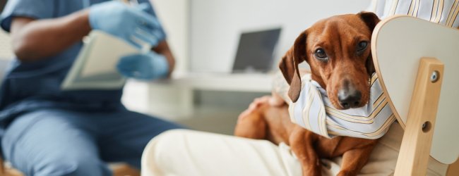 A woman taking a sick dog to a vet visit