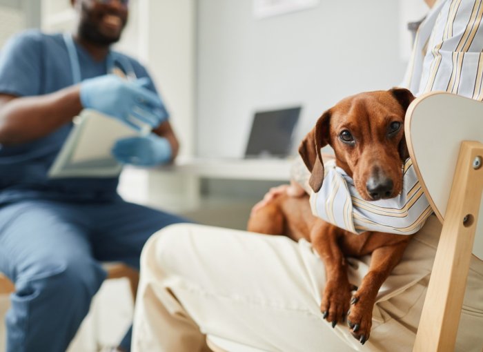 A woman taking a sick dog to a vet visit