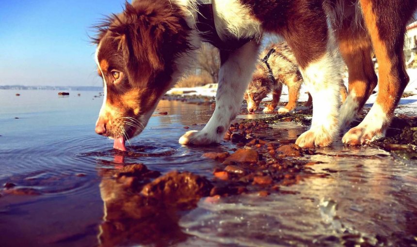 Weiß-brauner Hund steht am Ufer eines Sees und trinkt daraus
