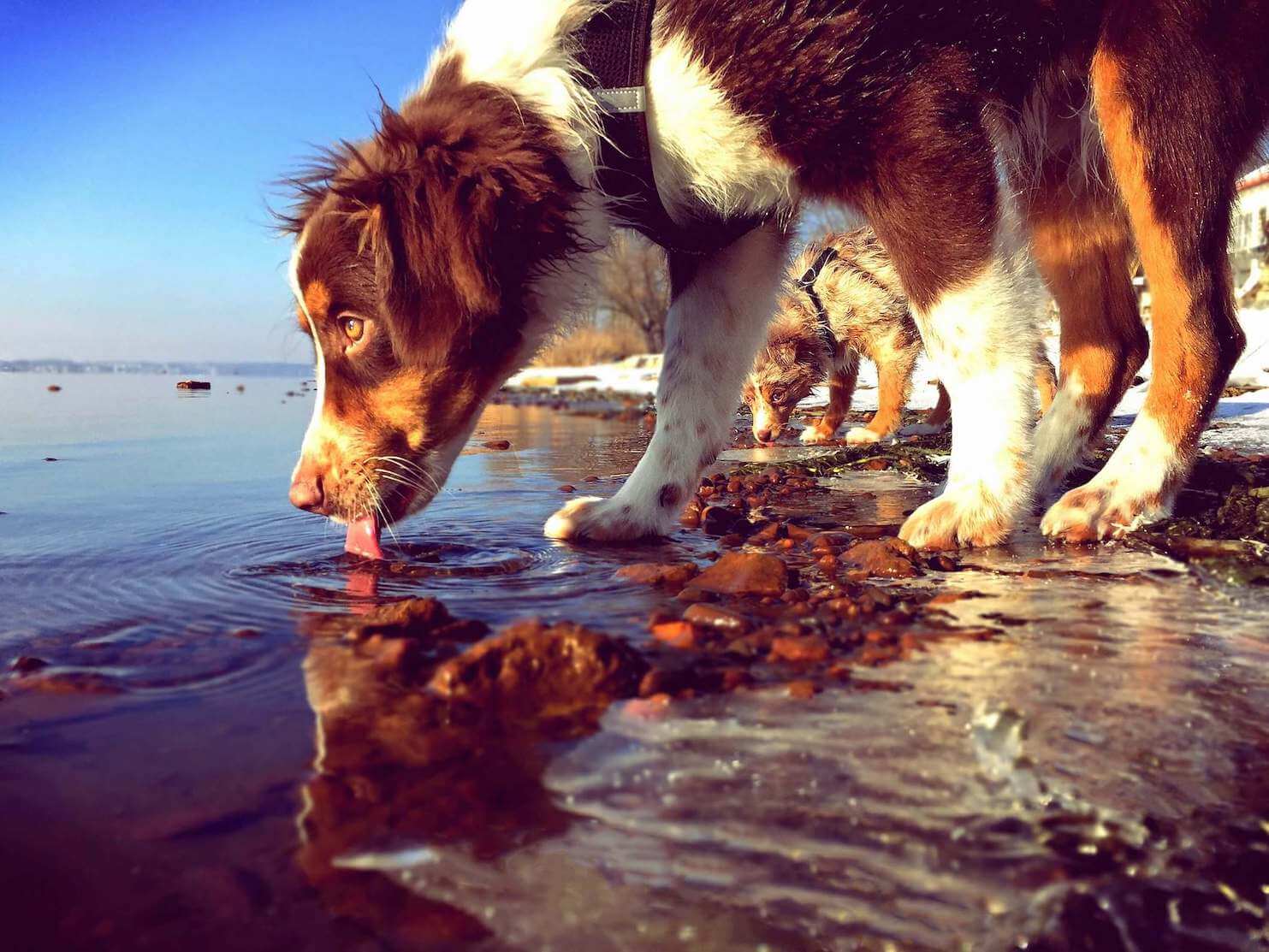 Weiß-brauner Hund steht am Ufer eines Sees und trinkt daraus