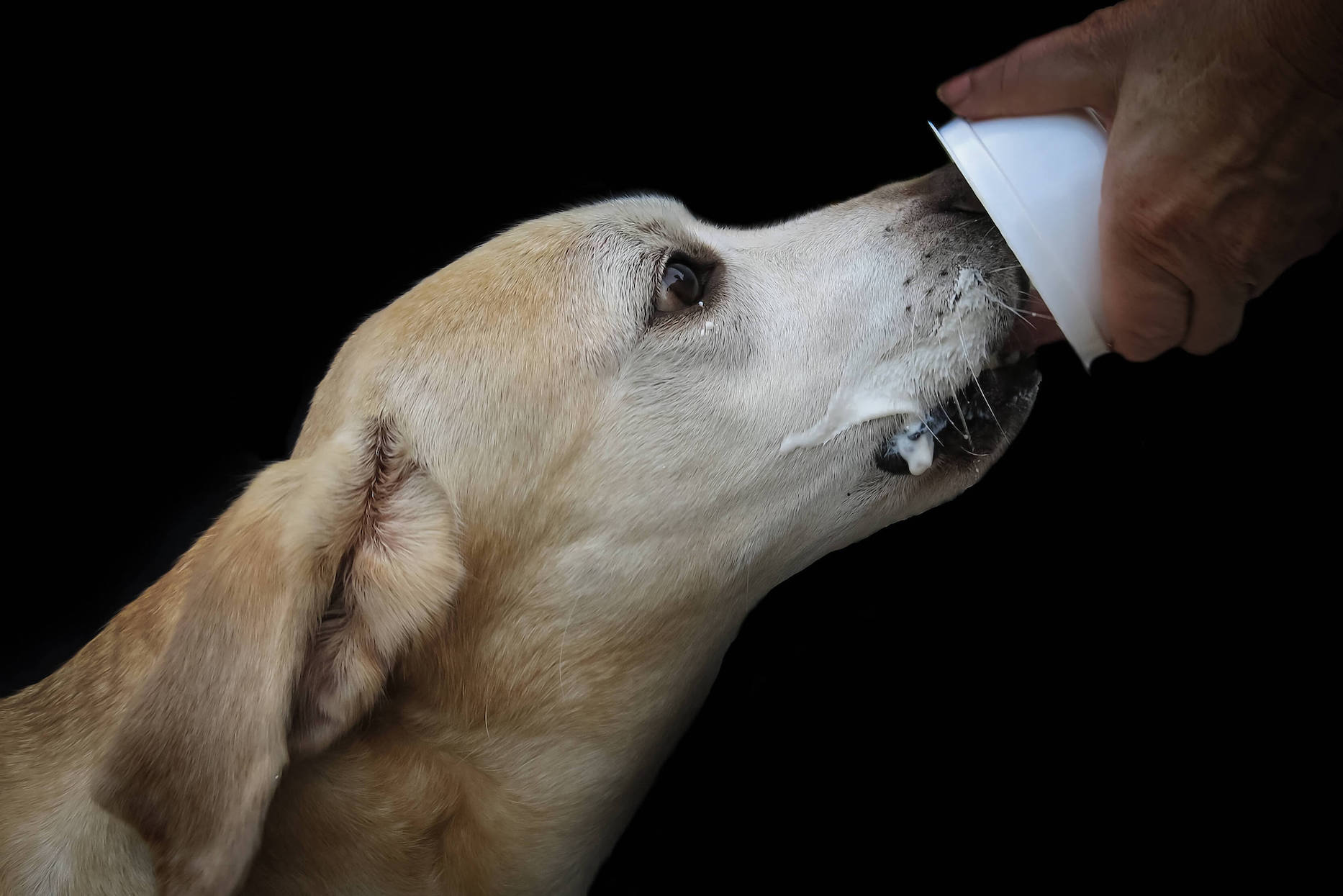 Heller Labrador leckt Joghurtbecher aus