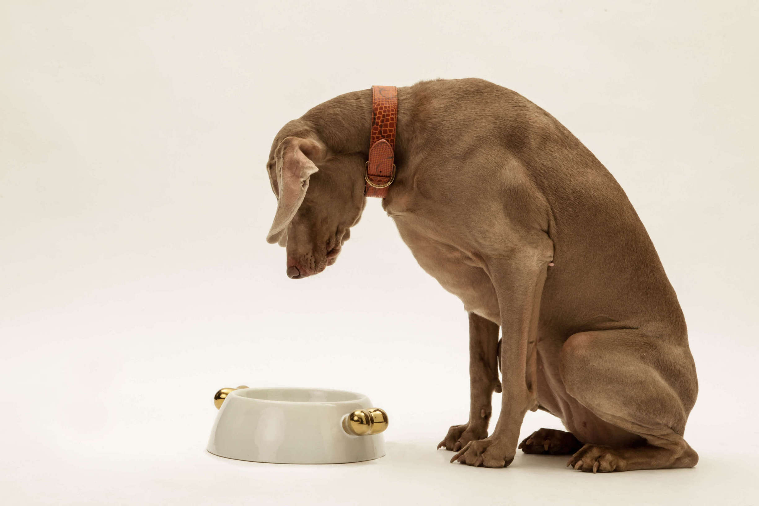 Brauner Hund sitzt vor leerer Futterschüssel