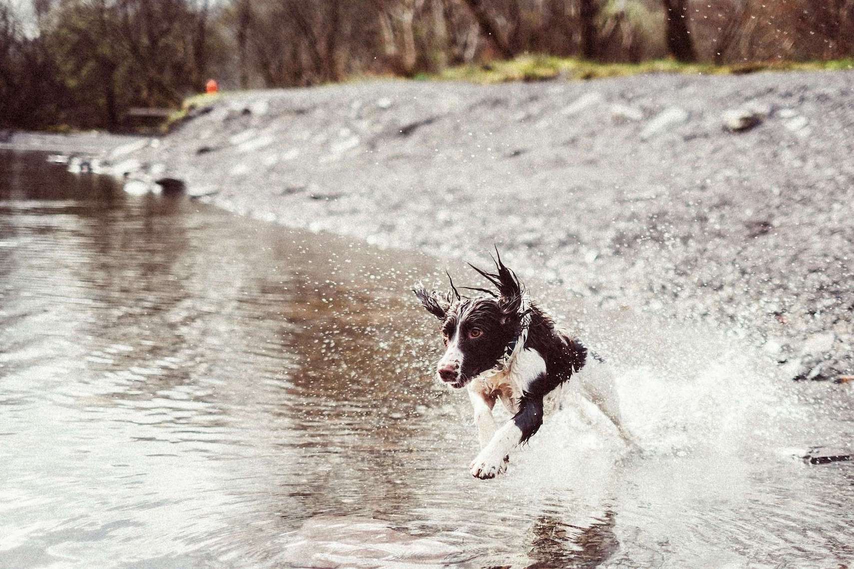 Schwarz-weißer Hund läuft in einen See