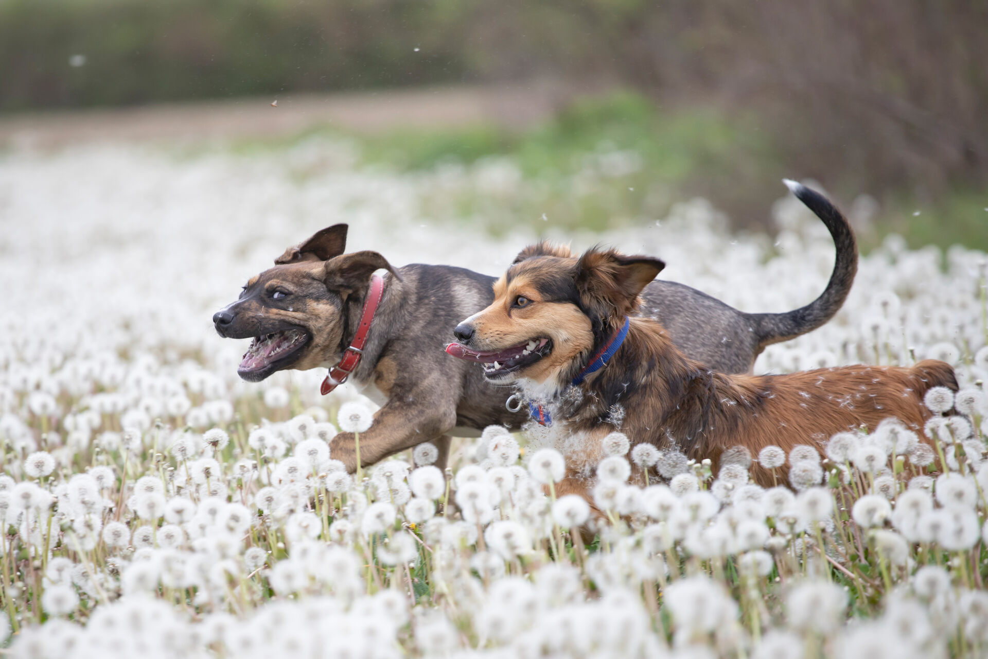 Two dogs running through a meadow full of dandelions