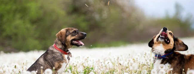 A pair of dogs in a dandelion meadow