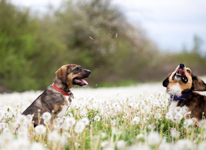 A pair of dogs in a dandelion meadow