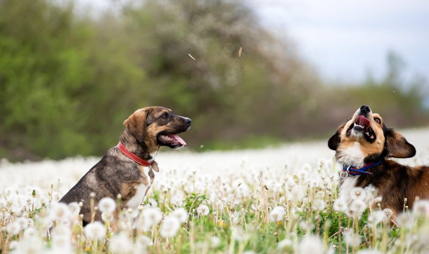 A pair of dogs in a dandelion meadow