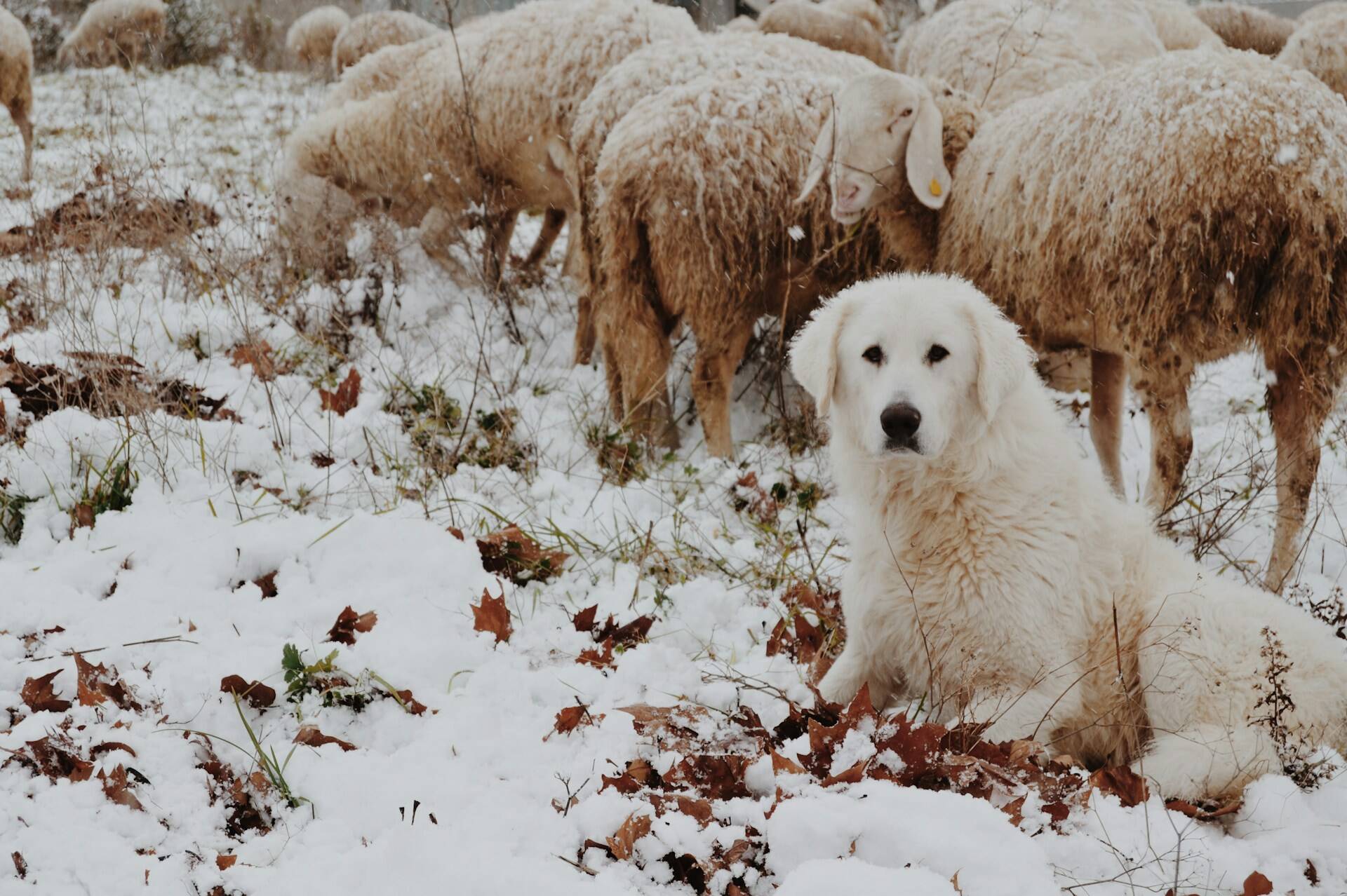 A white dog herding sheep in a snow