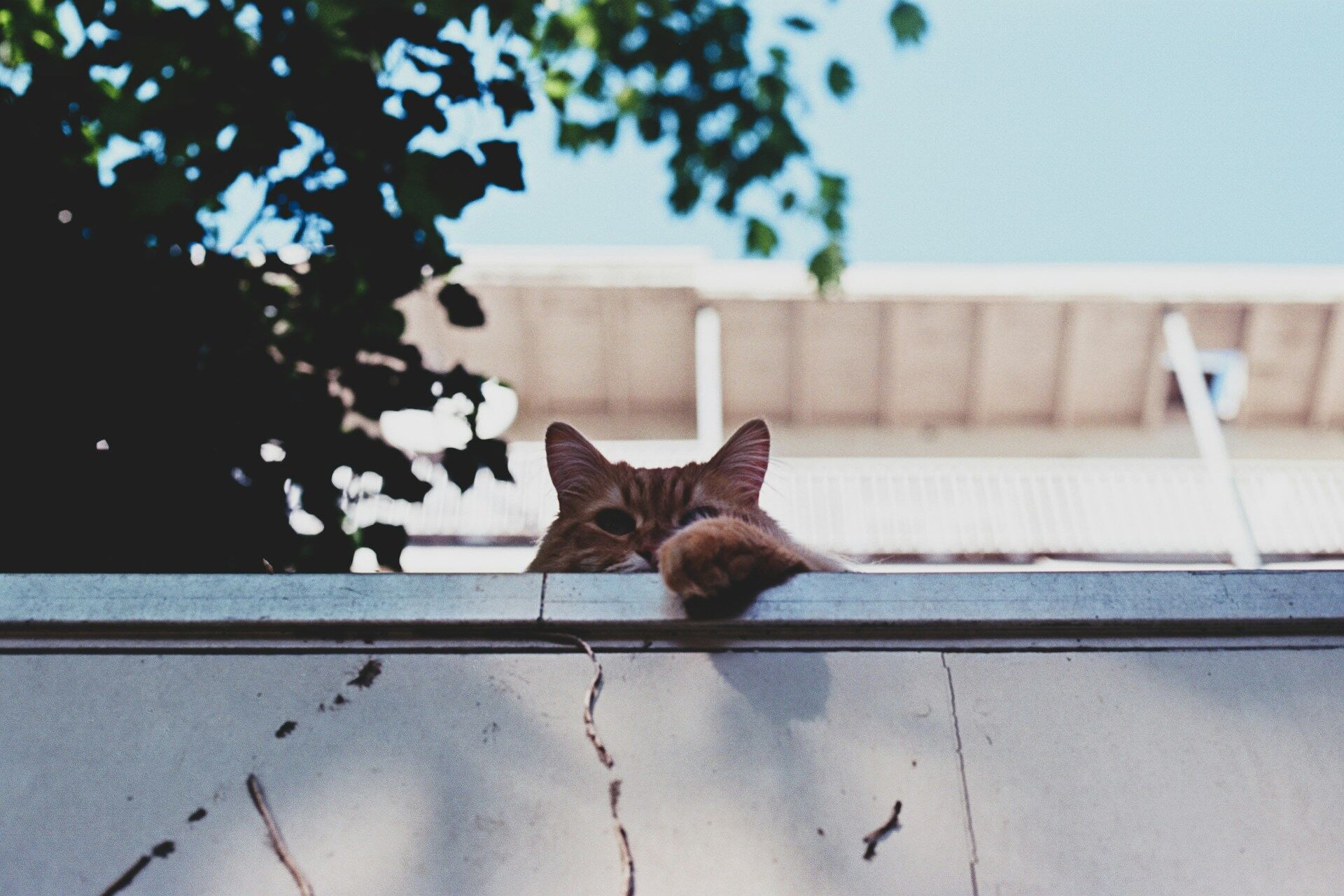 A cat peeking over a garden wall