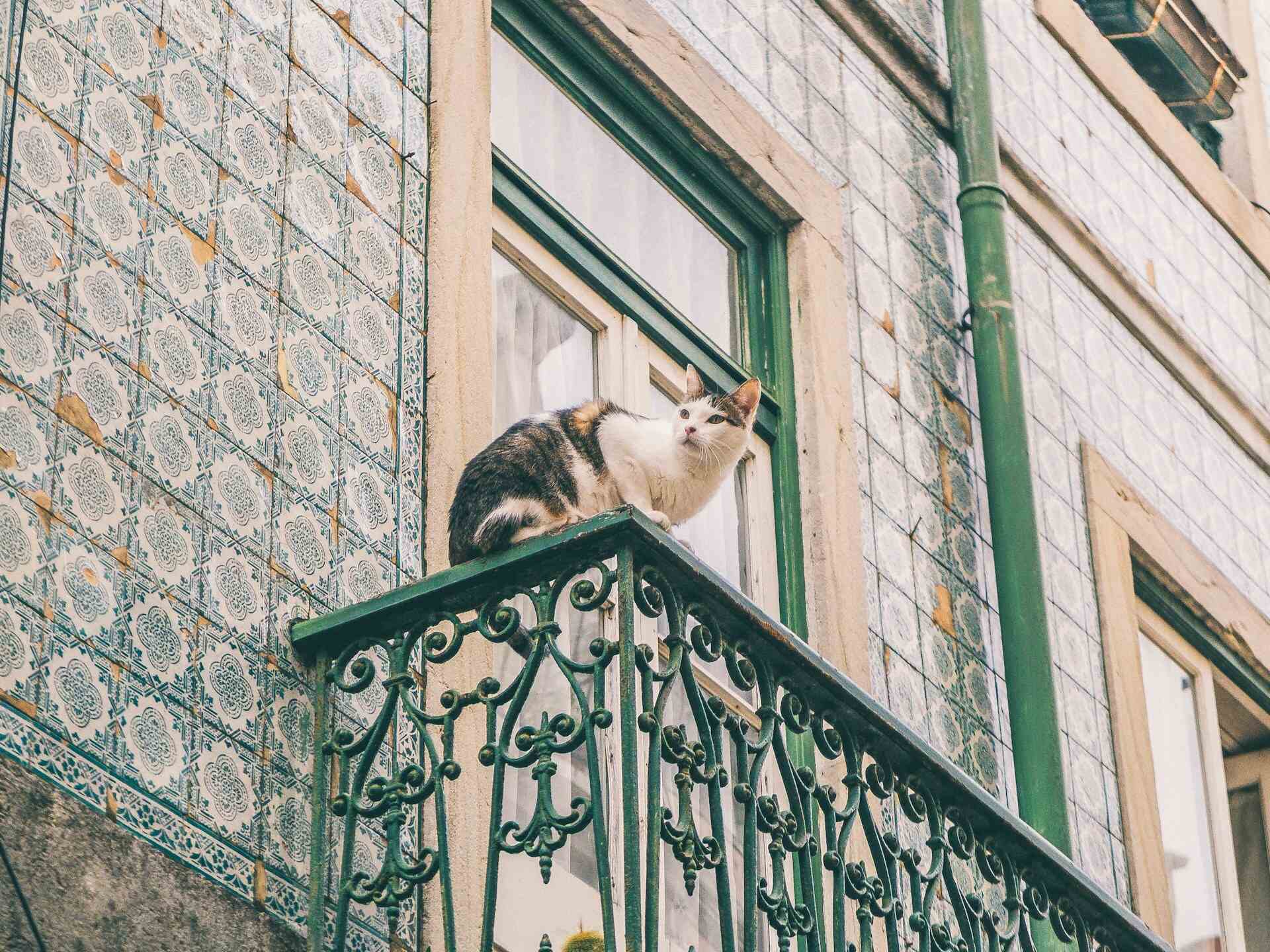 A cat perched on a green balcony railing