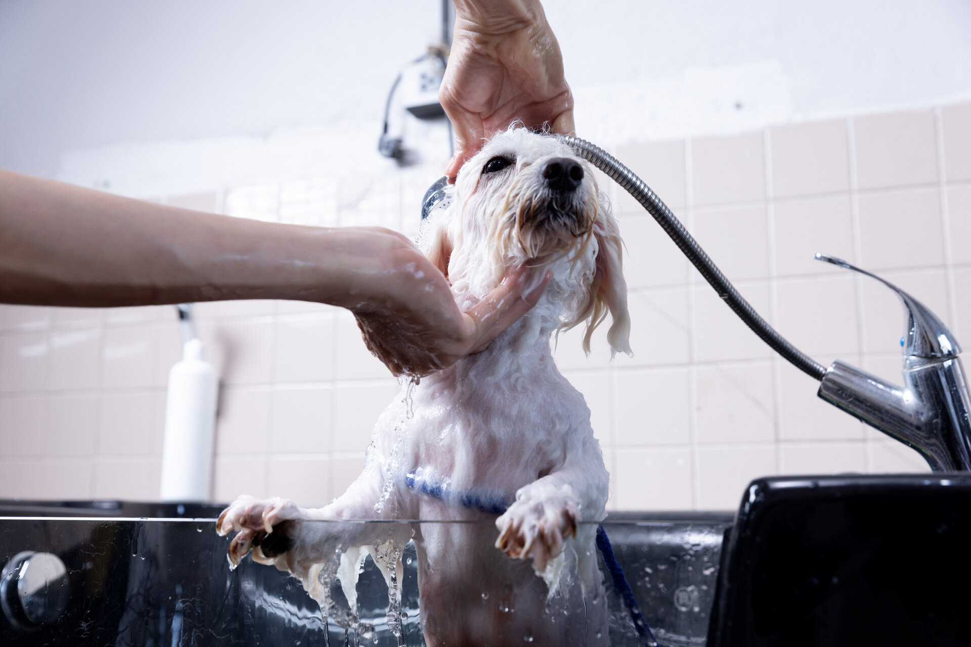 A woman washing a dog in a sink