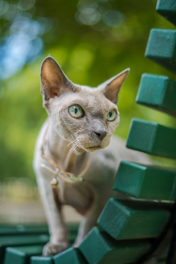 A senior cat sitting on a park bench