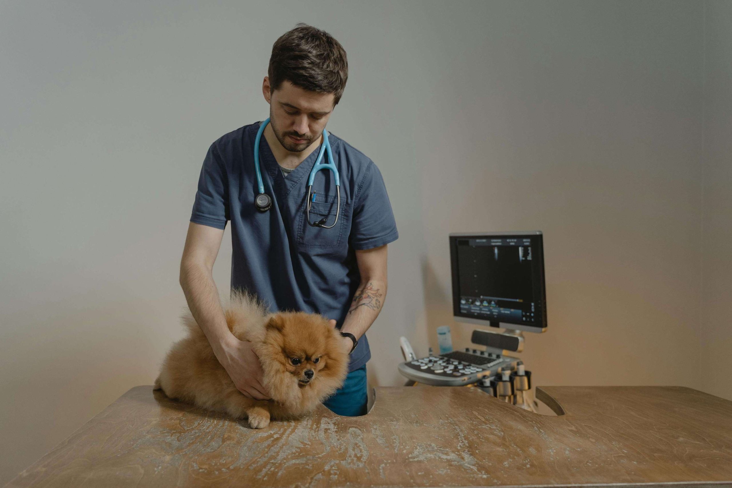 Kleiner, brauner Hund wird von Tierarzt untersucht