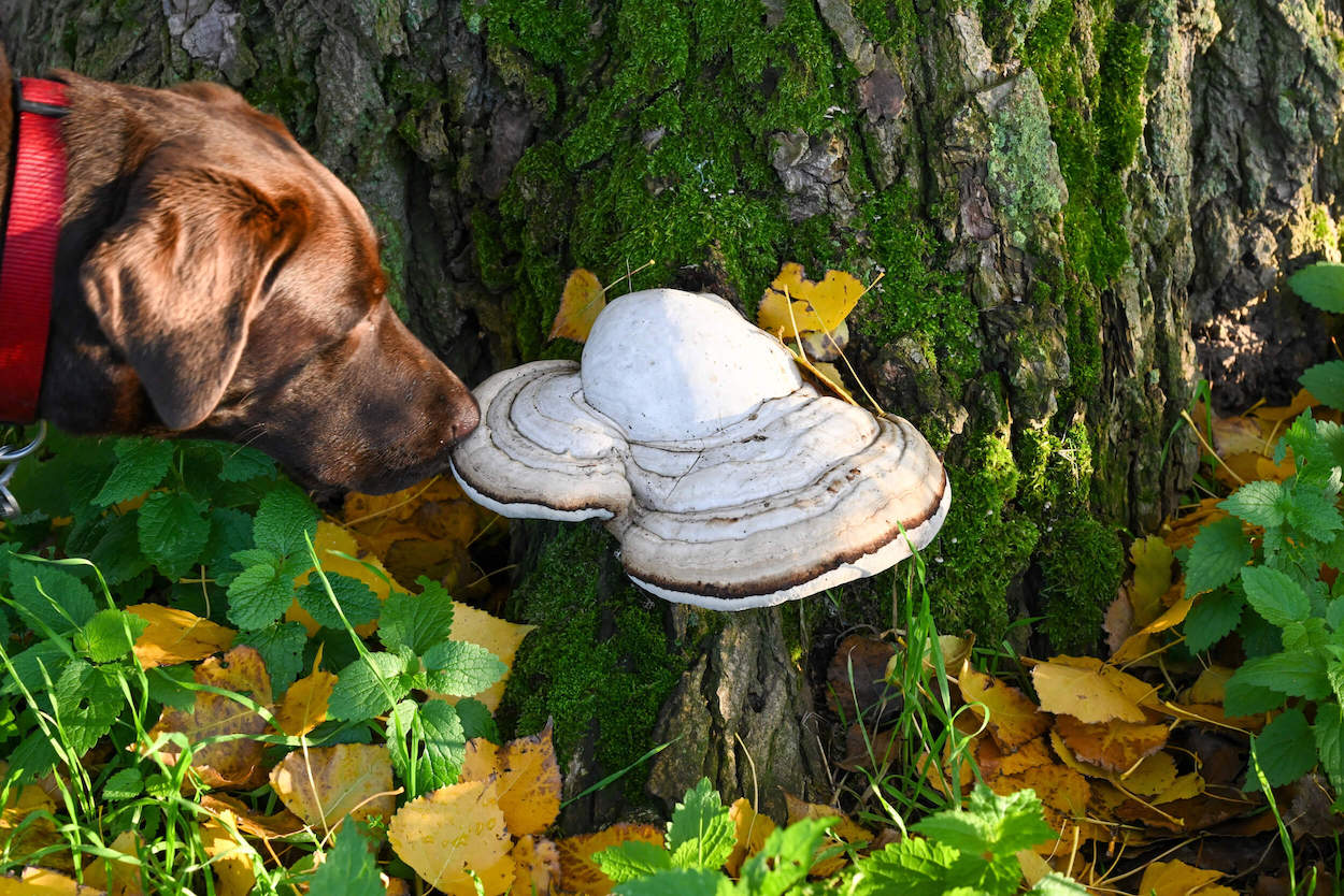 Brauner Hund schnüffelt an Pilz, der an einem Baum wächst