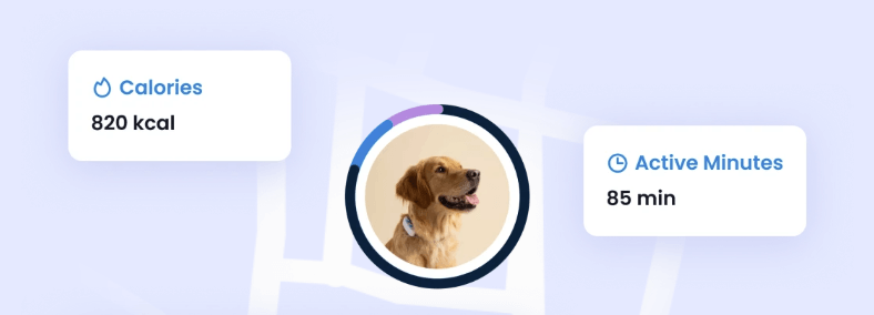 A dog's calories and active minutes from the Tractive mobile app