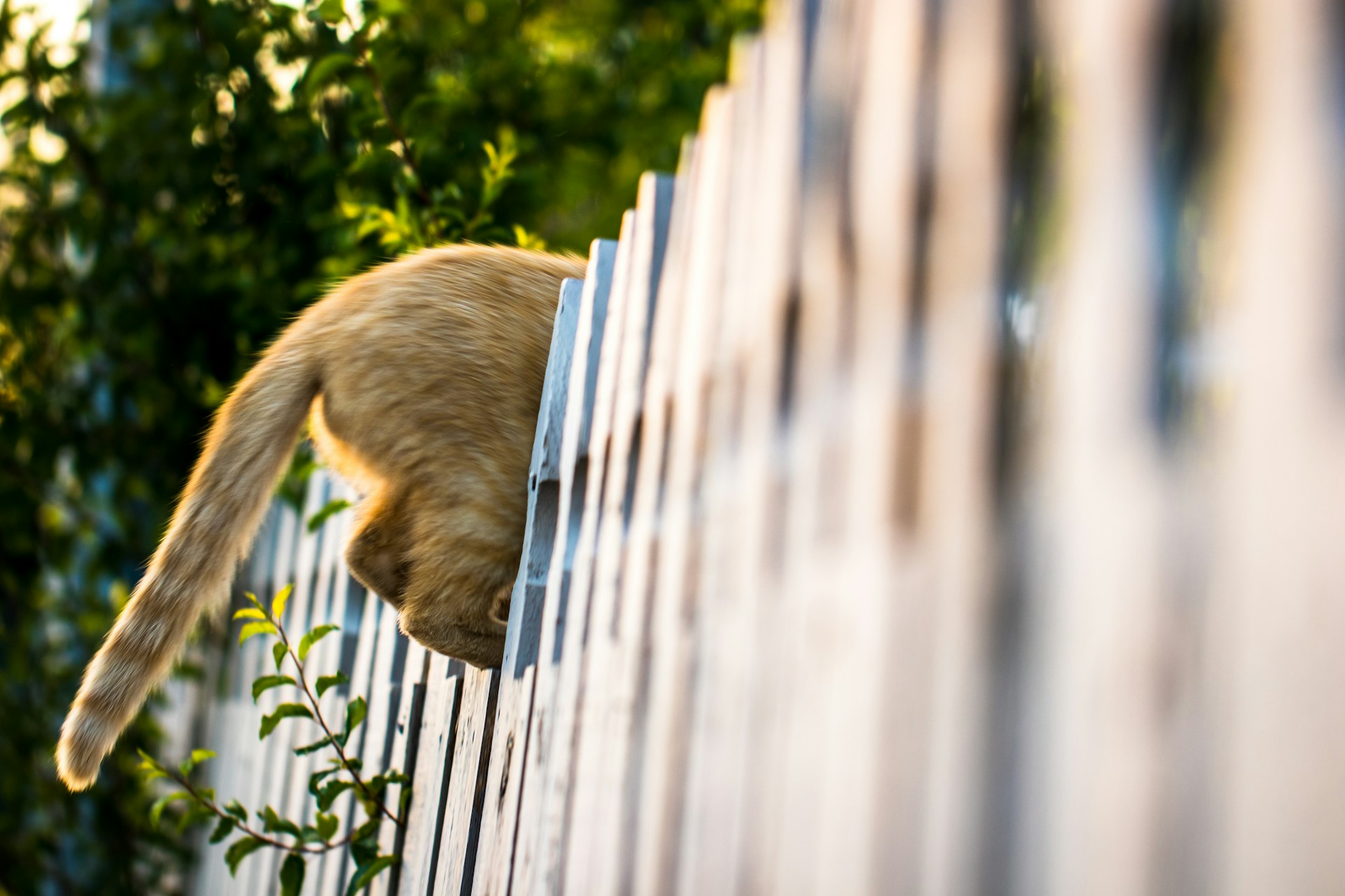 A cat escaping home by jumping over the fence