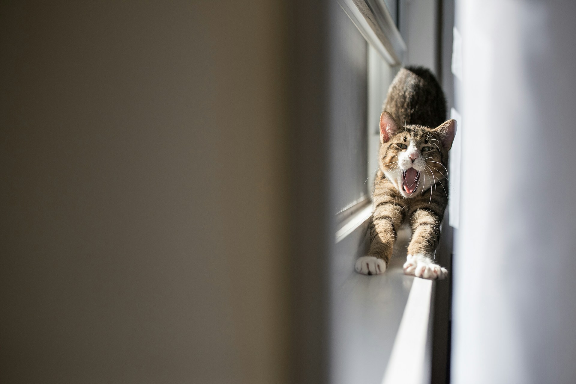 A cat yawning between a window and the blinds