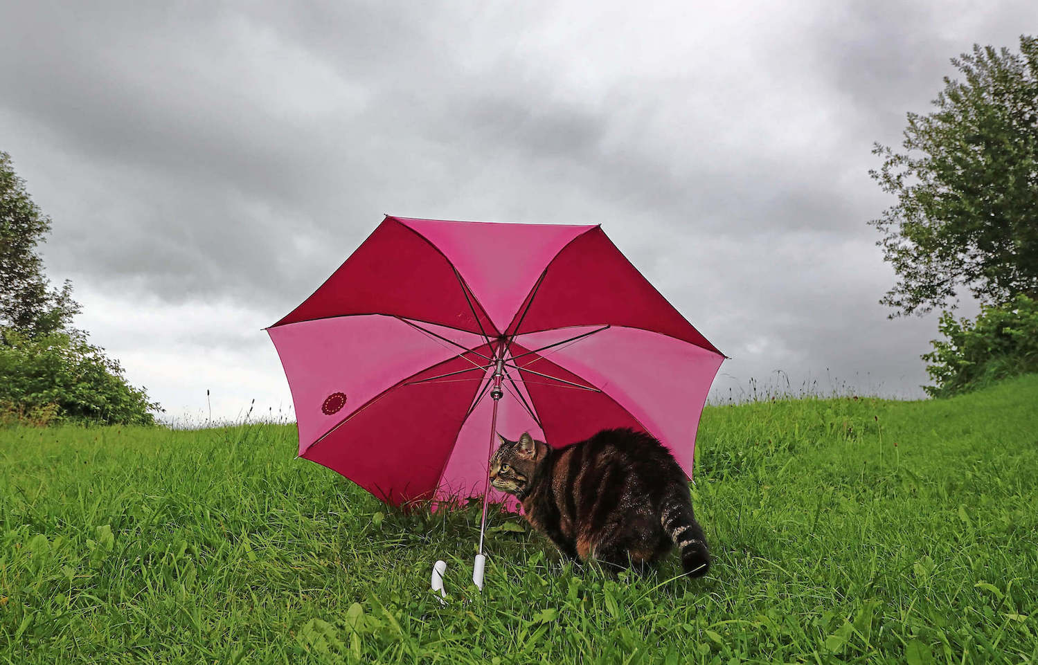 Katze sitzt unter einem Regenschirm draußen im Regen