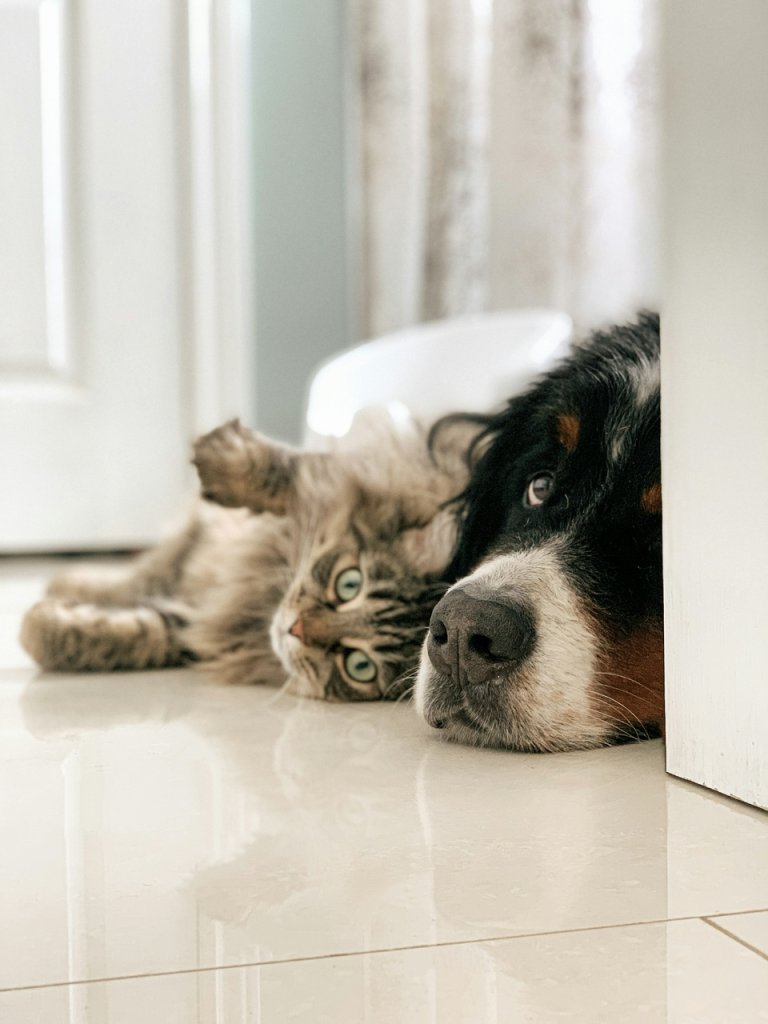 A dog and a cat lying on the floor indoors