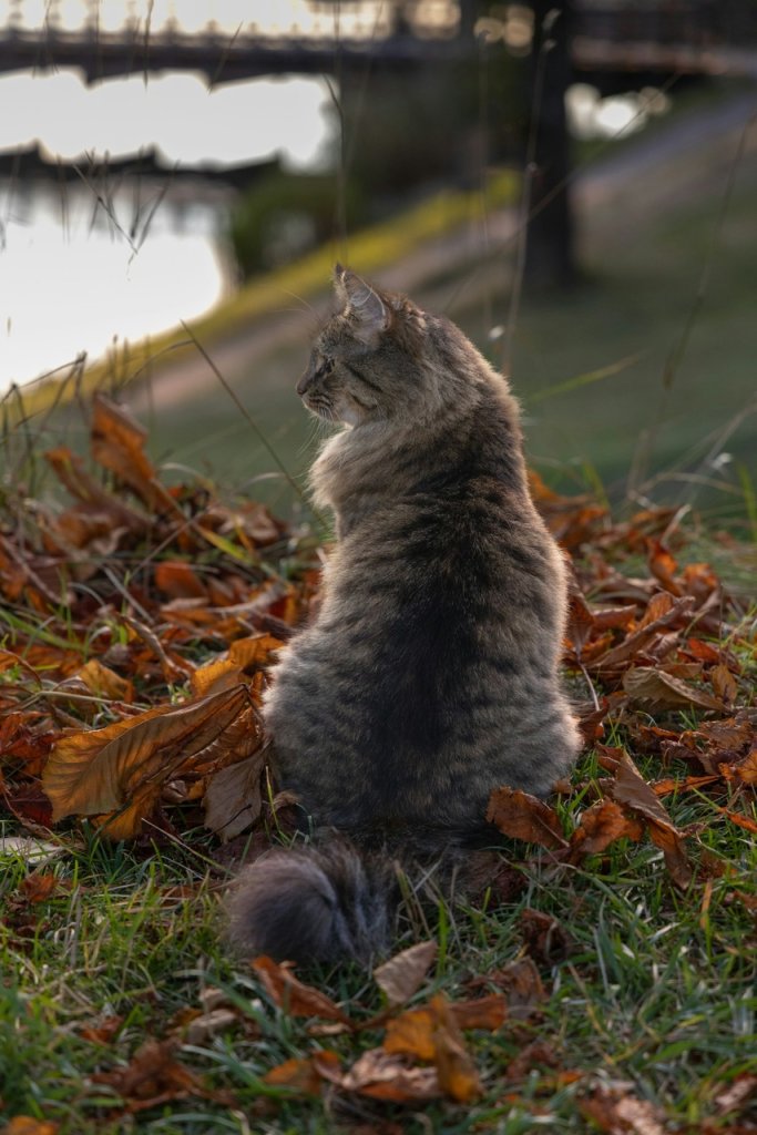 A Norwegian Forest cat sitting on a pile of leaves