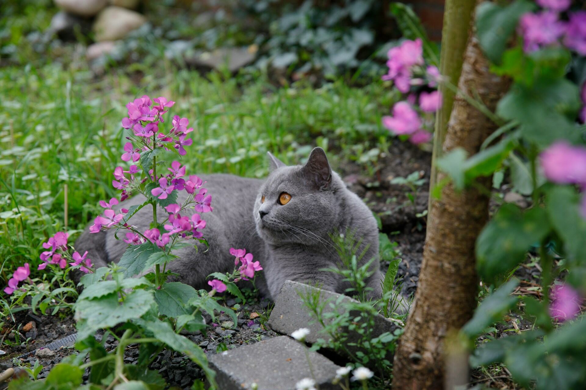 A British Shorthair cat sitting in a flowery garden patch