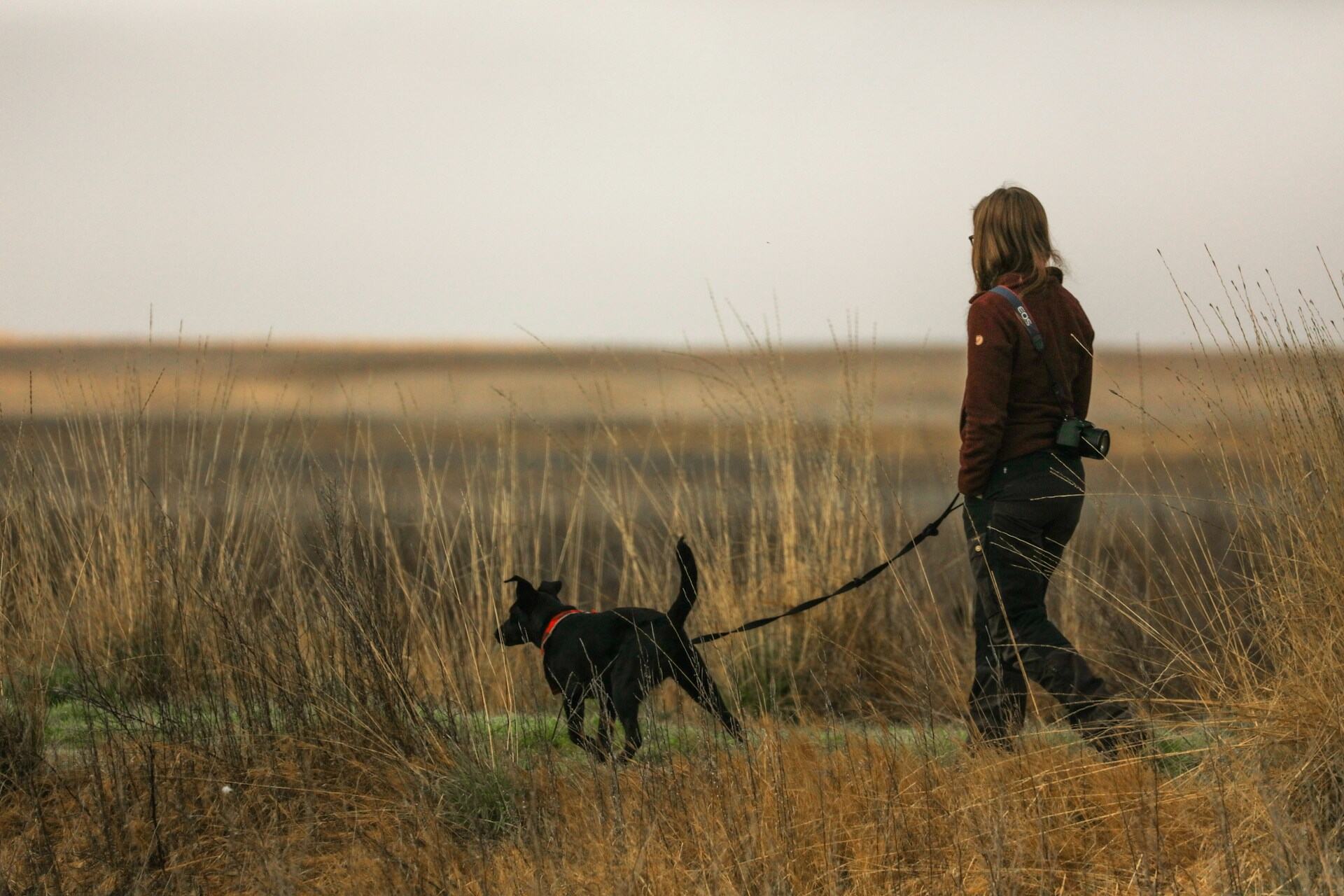 A woman walking a dog on a leash through a field